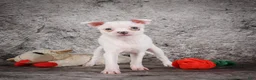 Chihuahua dogs for sale: Annie - Ad 6