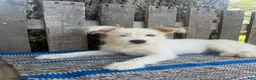 Mixed Breed dogs for sale: Lamar - Ad 1