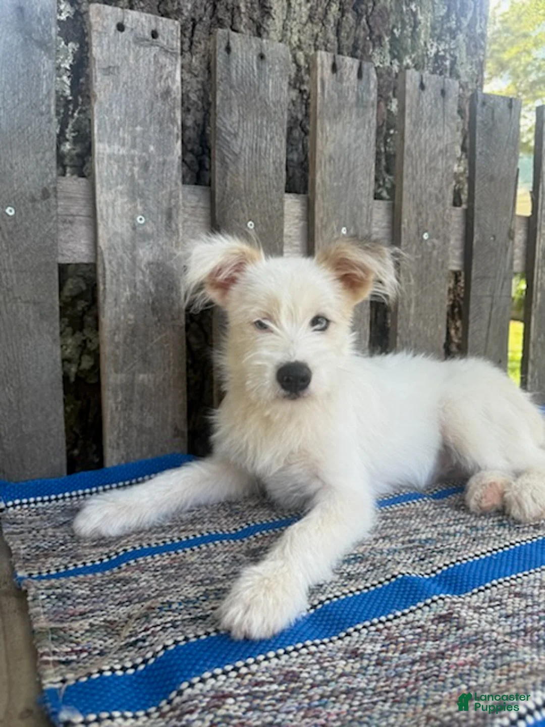 Mixed Breed dogs for sale: Lamar - Ad 1