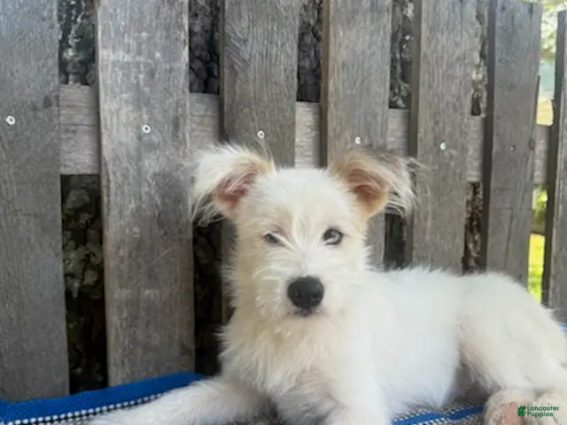 Mixed Breed dogs Lamar - Ad 1