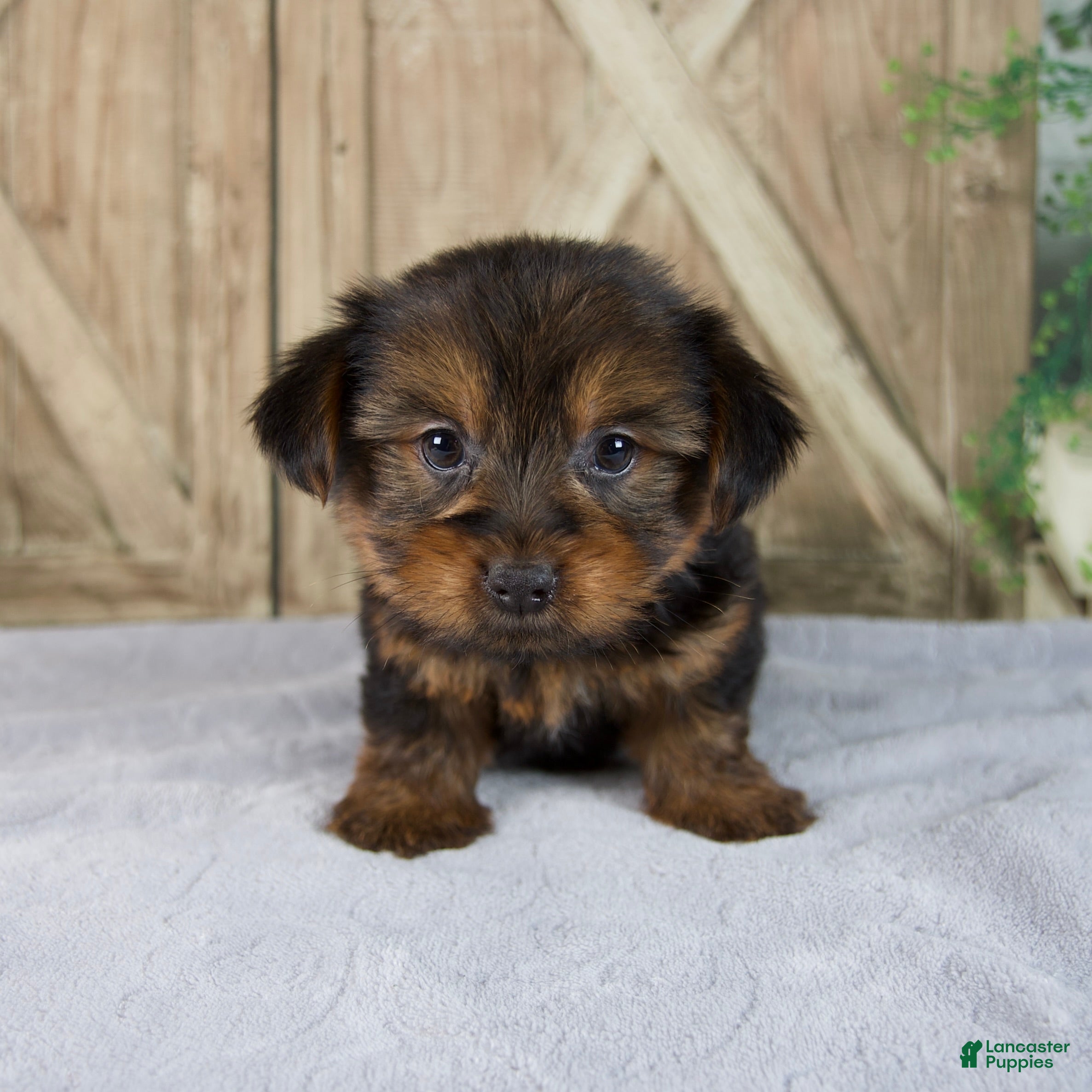 Yorkshire Terrier dogs Finley - Ad 1