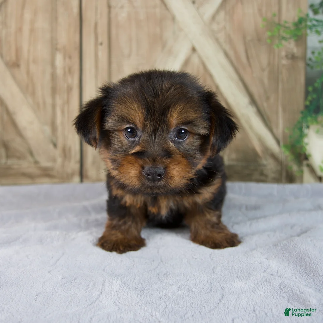 Yorkshire Terrier dogs for sale: Finley - Ad 1