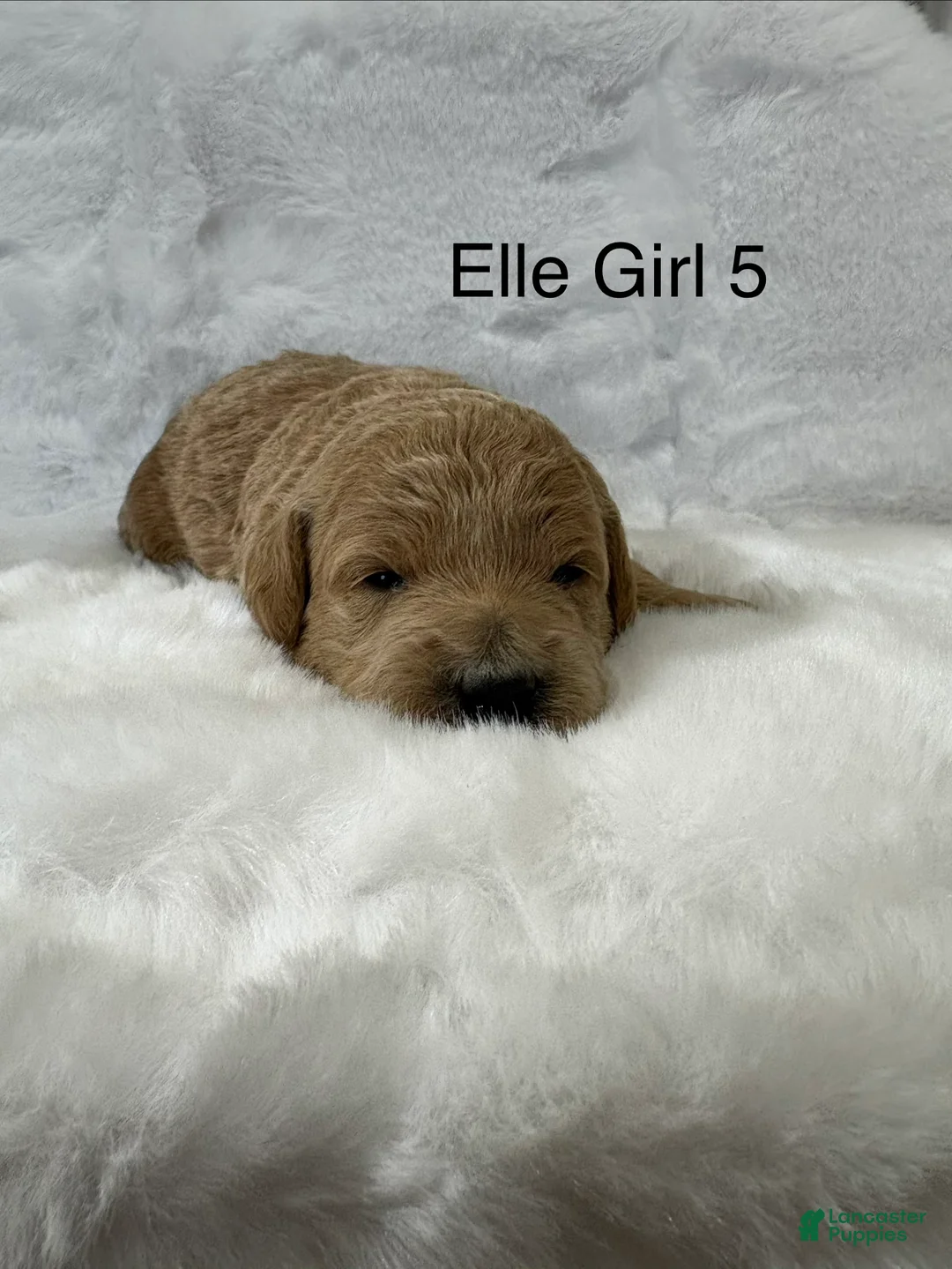 Mini Goldendoodle dogs for sale: Elle Boy 4 - Ad 4