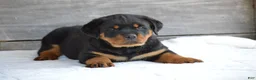 Rottweiler dogs for sale: Brandi - Ad 1