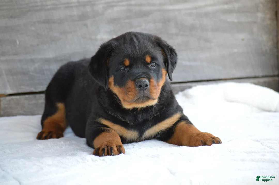 Rottweiler dogs for sale: Brandi - Ad 1