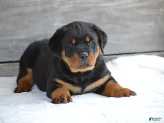 Rottweiler dogs for sale: Brandi - Ad 3