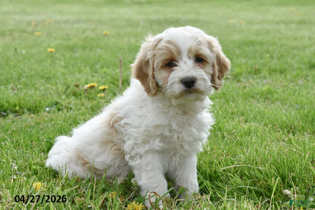 Cockapoo dogs for sale: Cash - Ad 1
