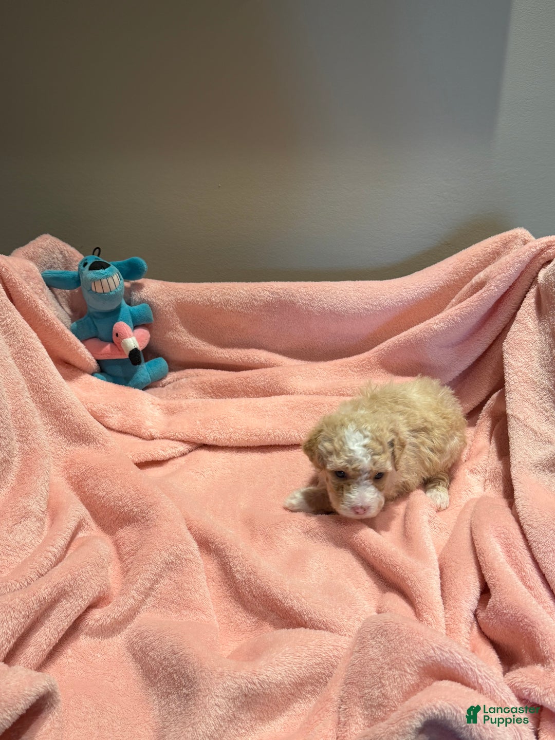 Pomapoo dogs for sale: Blanche - Ad 2