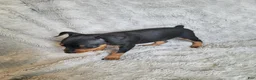Miniature Pinscher dogs for sale: Parlo  - Ad 3