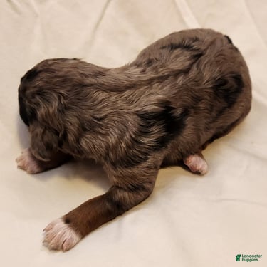 Mini Aussiedoodle dogs for sale: Diesel_Male Blue Merle with Red points and  White Accents - Ad 6
