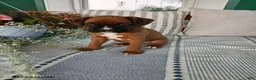 Boxer dogs for sale: Dreamer - Ad 6