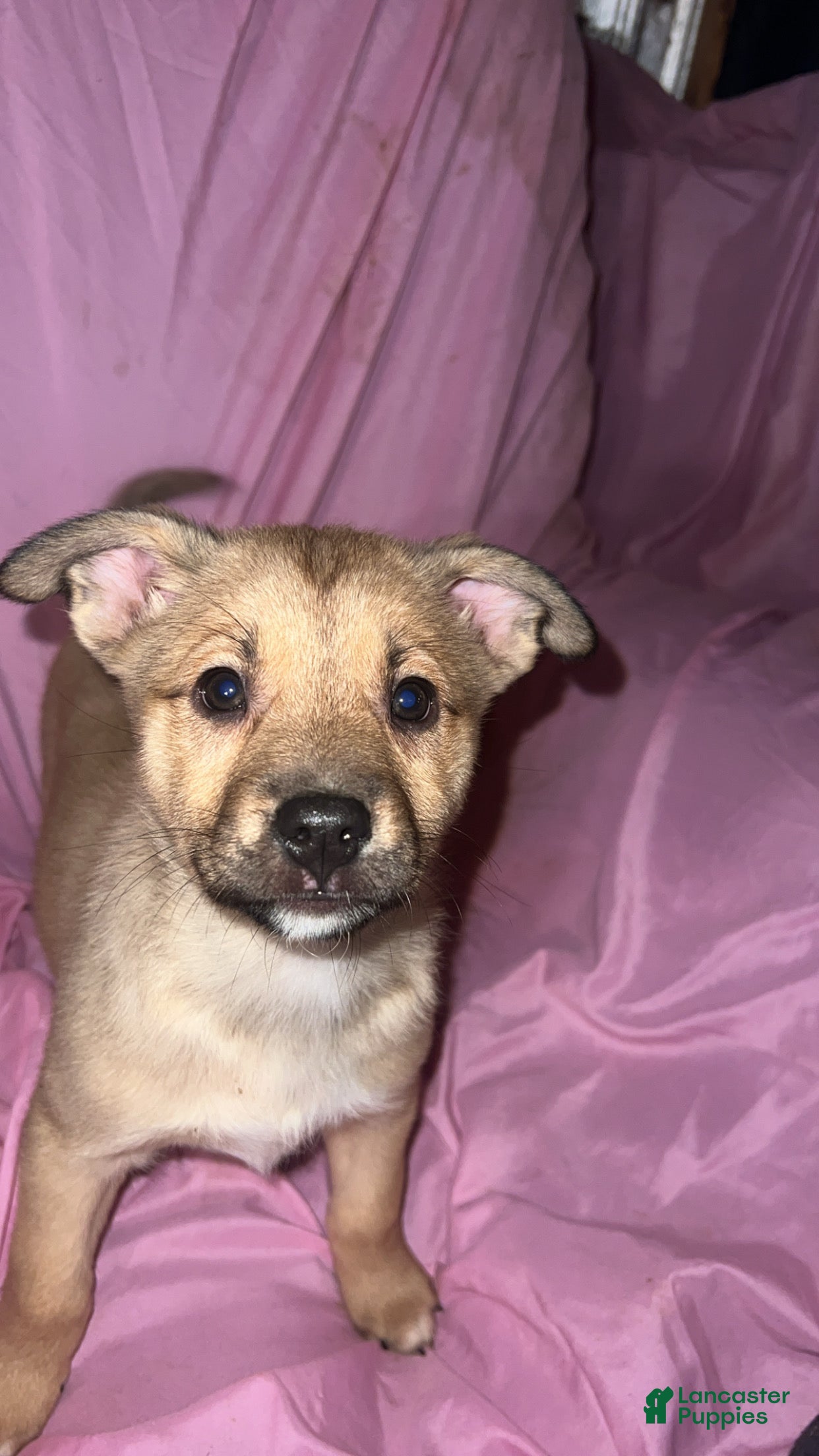 Mixed Breed dogs Girl 2 - Ad 5