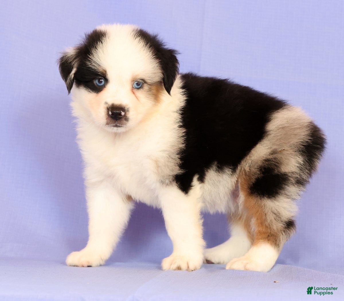 Miniature Australian Shepherd dogs for sale: Darnel - Ad 3