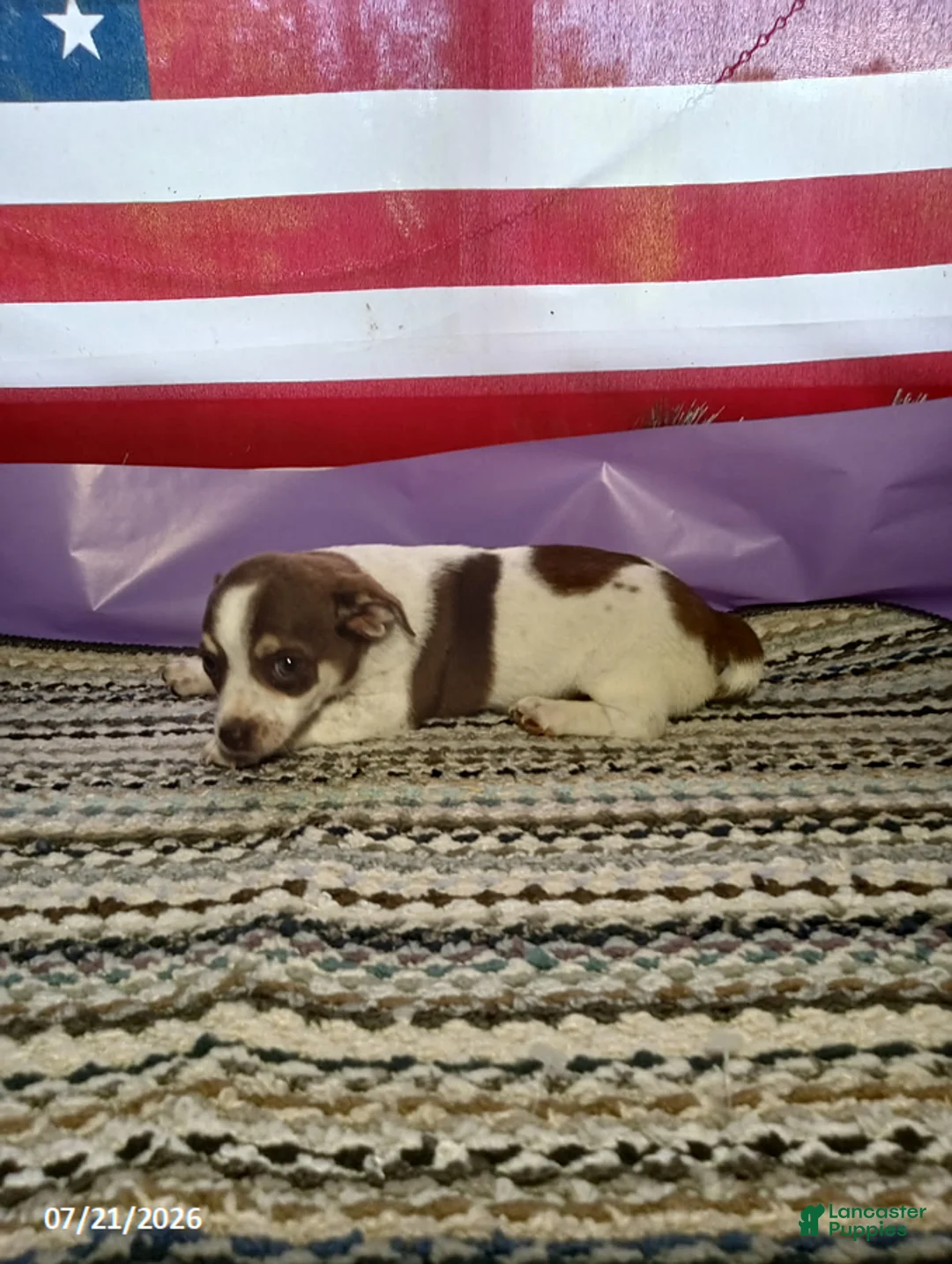 Chihuahua dogs for sale: Brownie - Ad 4