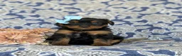 Shorkie dogs for sale: Meagan 7 lbs Full Grown - Ad 3
