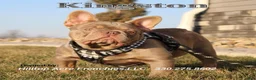 French Bulldog dogs for sale: Twinkle - Ad 7