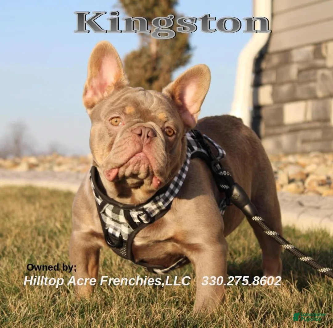 French Bulldog dogs for sale: Twinkle - Ad 7