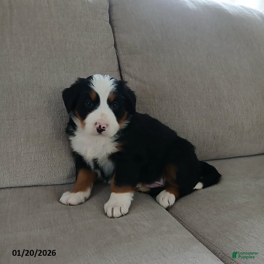 Bernese Mountain Dog dogs Grant - Ad 23