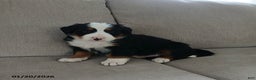 Bernese Mountain Dog dogs for sale: Grant - Ad 1