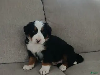 Bernese Mountain Dog dogs Grant - Ad 33