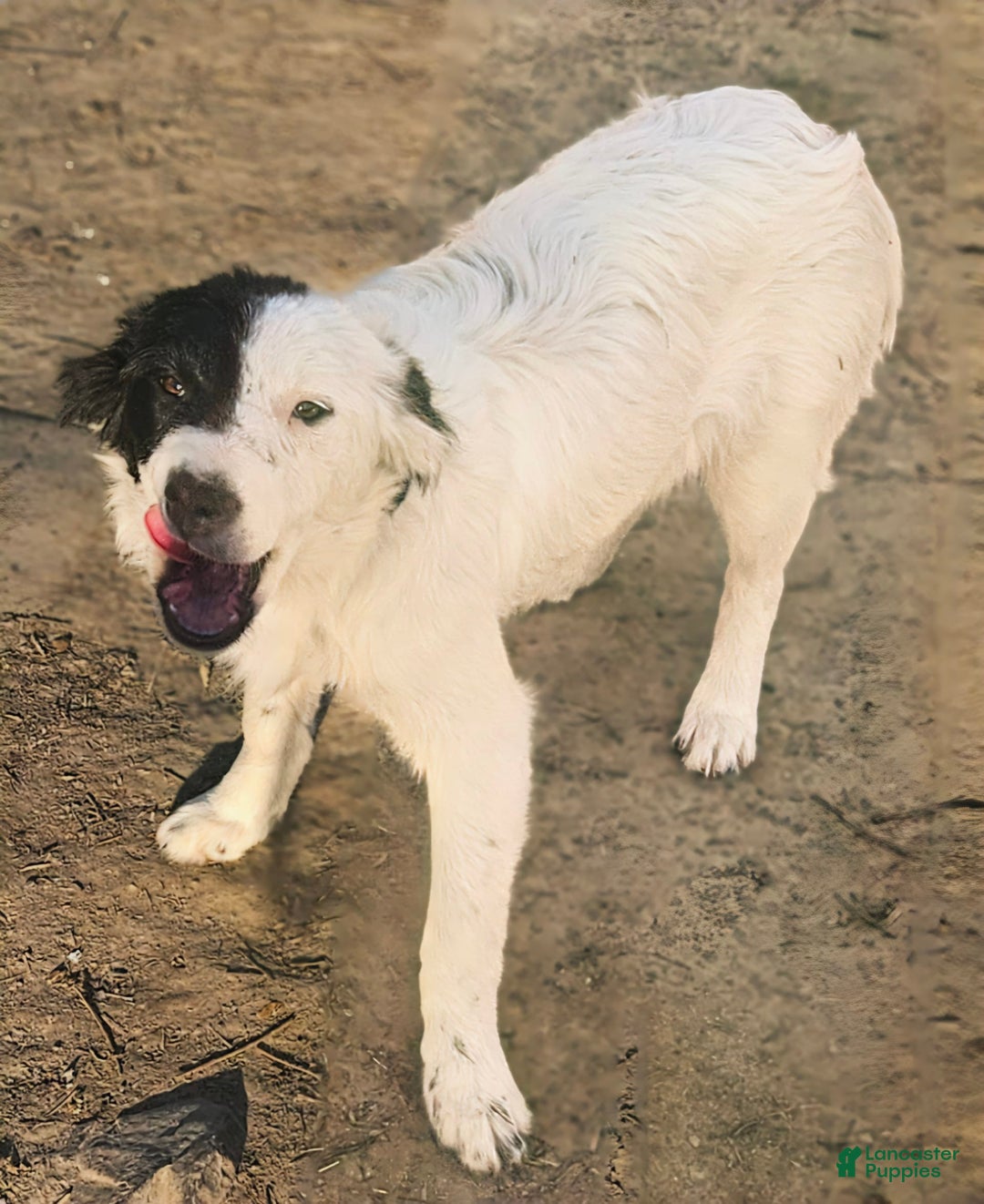 Border Collie dogs for sale: Divvy - Ad 3