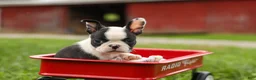 Frenchton dogs for sale: BONNIE - Ad 14
