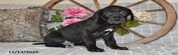 Great Dane dogs for sale: Big Boy - Ad 3