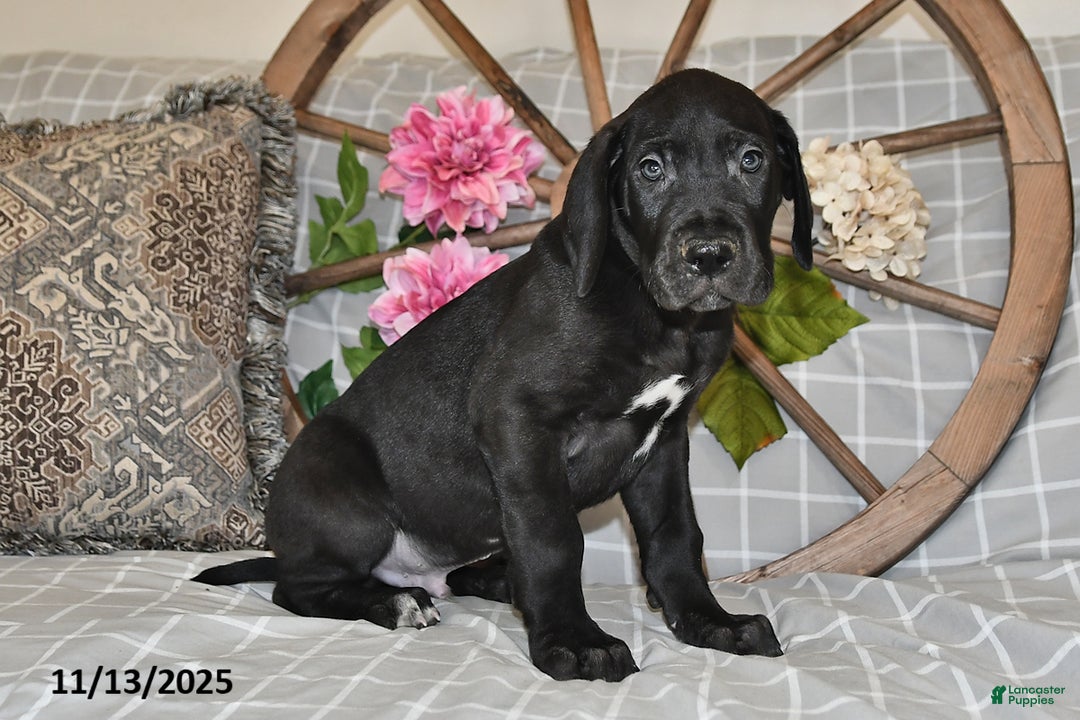 Great Dane dogs for sale: Big Boy - Ad 3