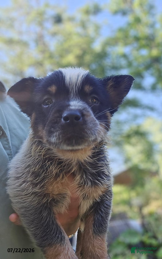 Australian Cattle Dog dogs Riley - Ad 2