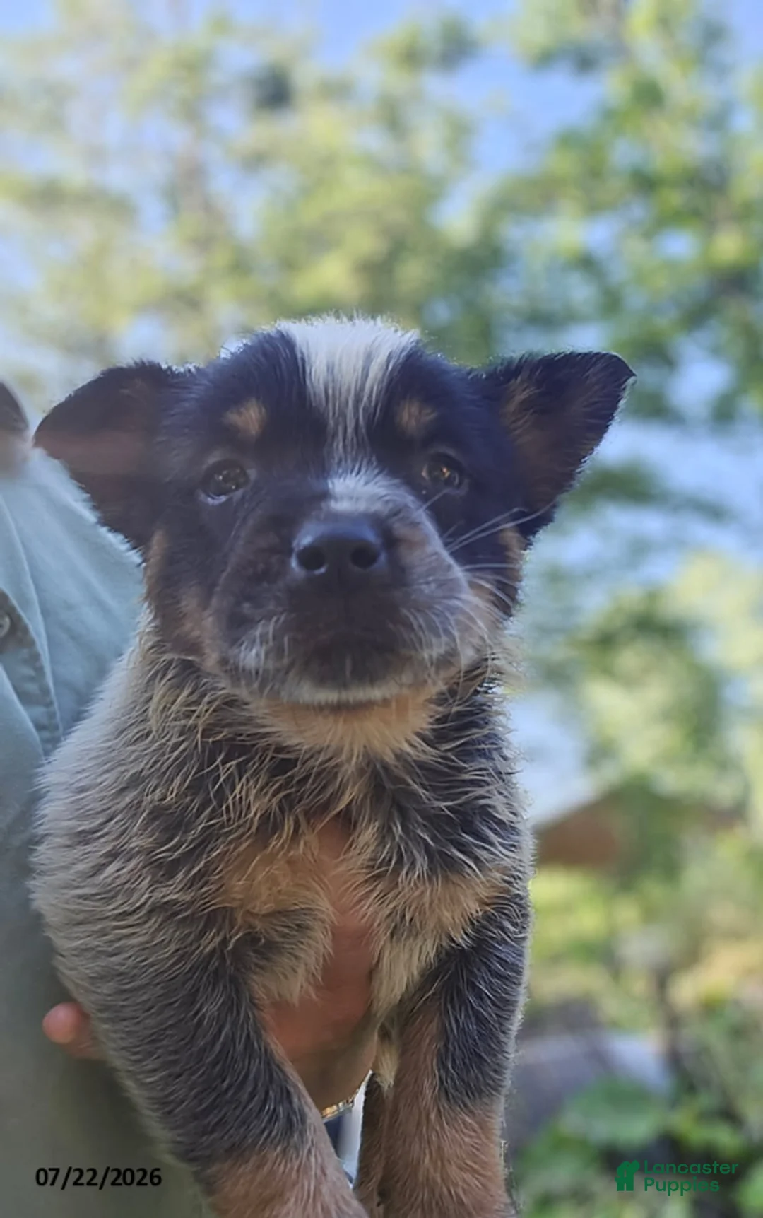 Australian Cattle Dog dogs for sale: Riley - Ad 2