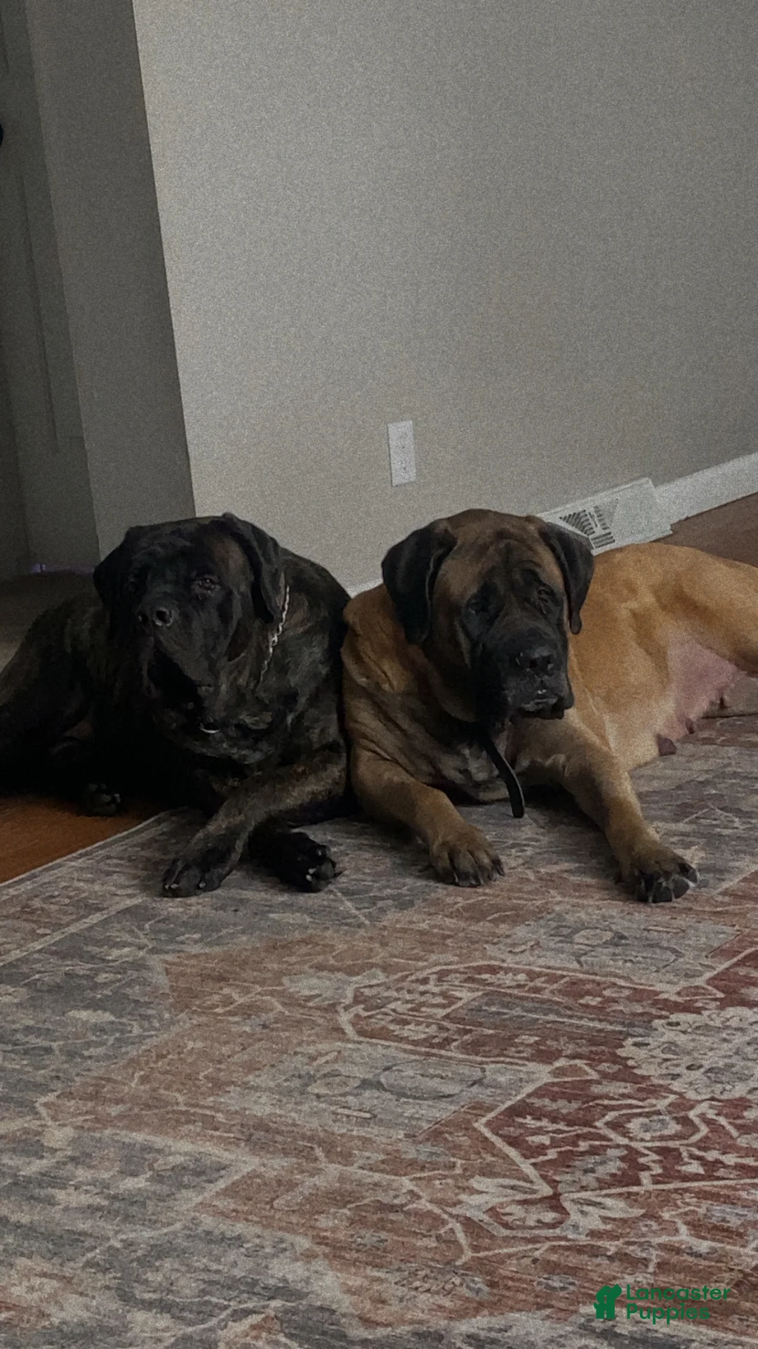 English Mastiff dogs for sale: English Mastiff Puppy 1 - Ad 2