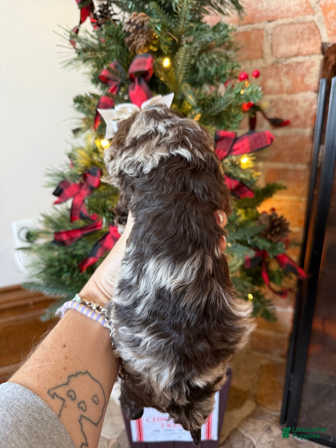 Mixed Breed dogs for sale: Penny - Ad 6