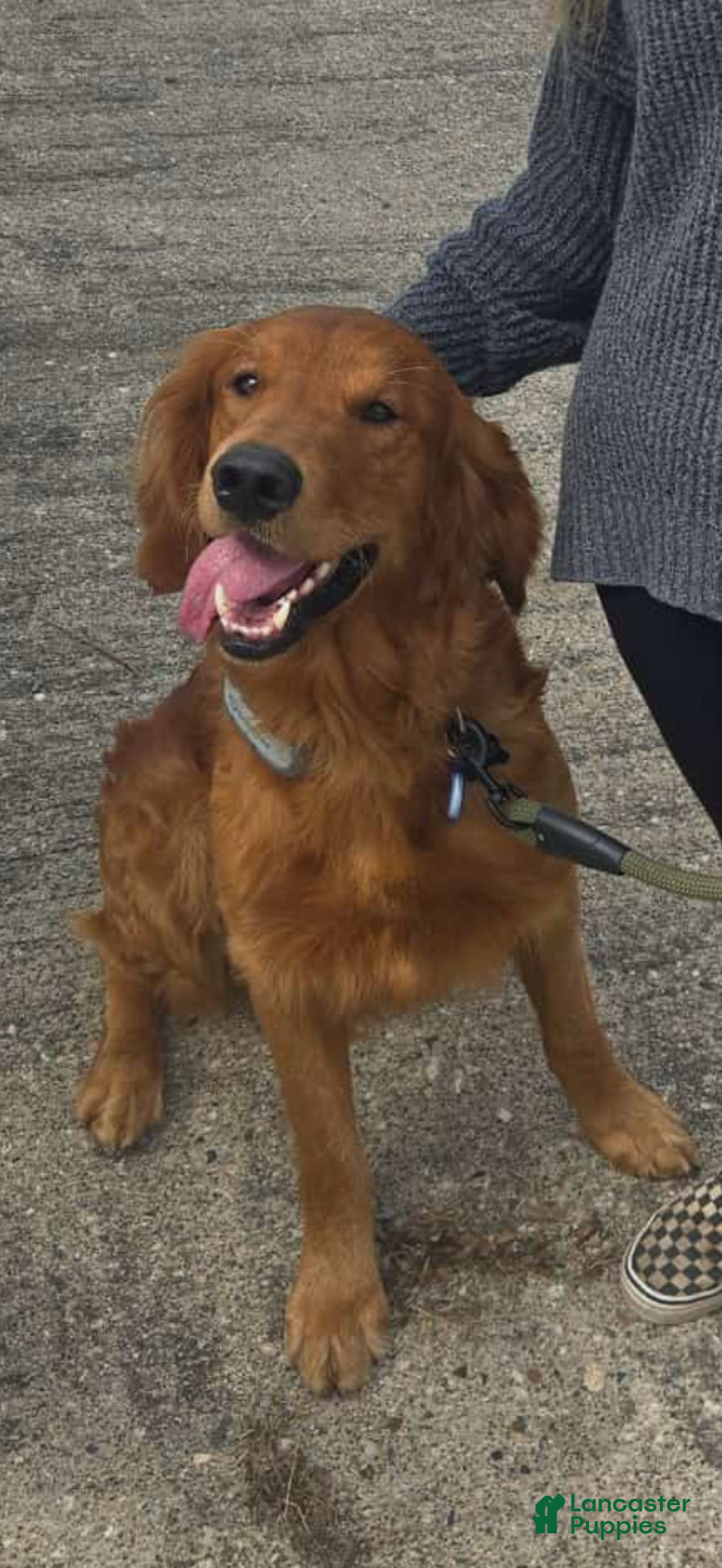 Golden Retriever dogs for stud: Tuck Stud - Ad 4