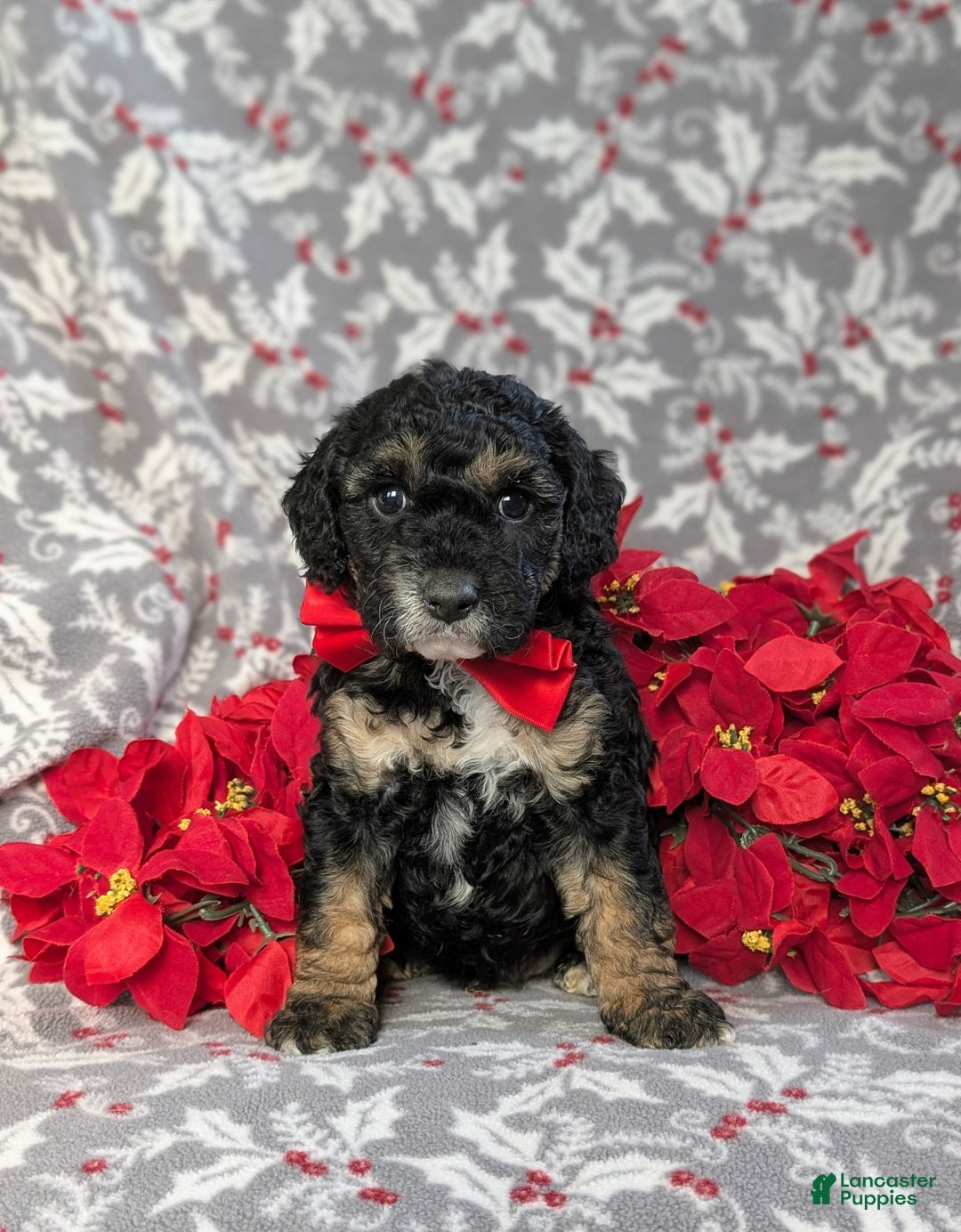Cockapoo dogs for sale: Brent Hypoallergenic - Ad 2