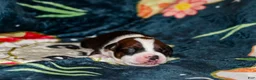 American Bully dogs for sale: Obi-wan  - Ad 2