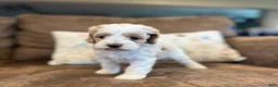 Cockapoo dogs for sale: Buff and white/brown and black nose  - Ad 5