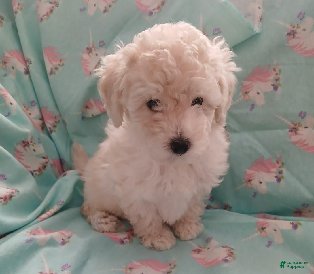 Toy Poodle dogs White with Light creme male puppy! - Ad 1