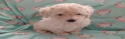 Toy Poodle dogs for sale: White with Light creme male puppy! - Ad 1
