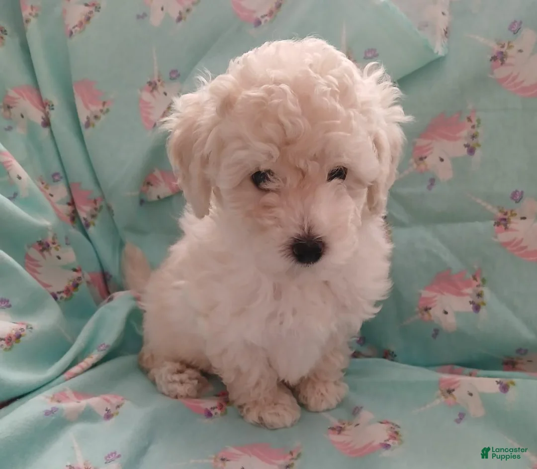 Toy Poodle dogs for sale: White with Light creme male puppy! - Ad 1
