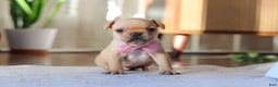 French Bulldog dogs for sale: Hailey - Ad 3
