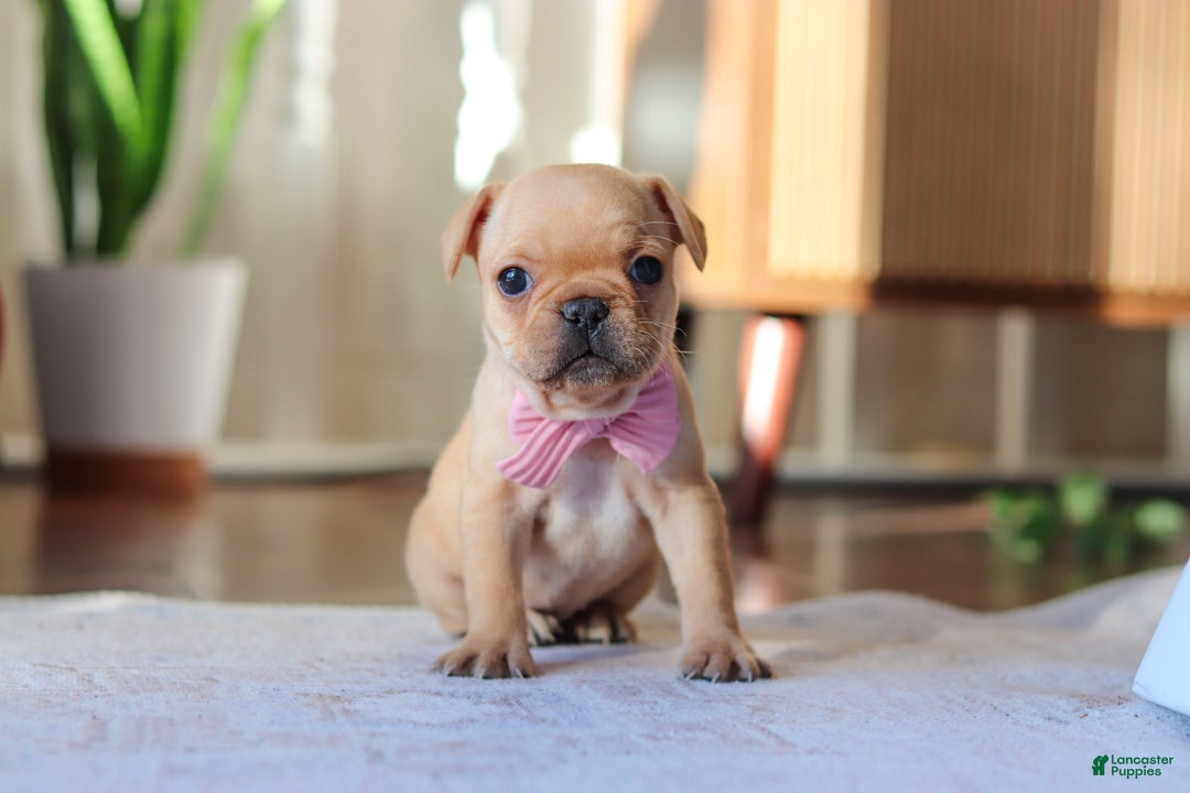 French Bulldog dogs for sale: Hailey - Ad 3