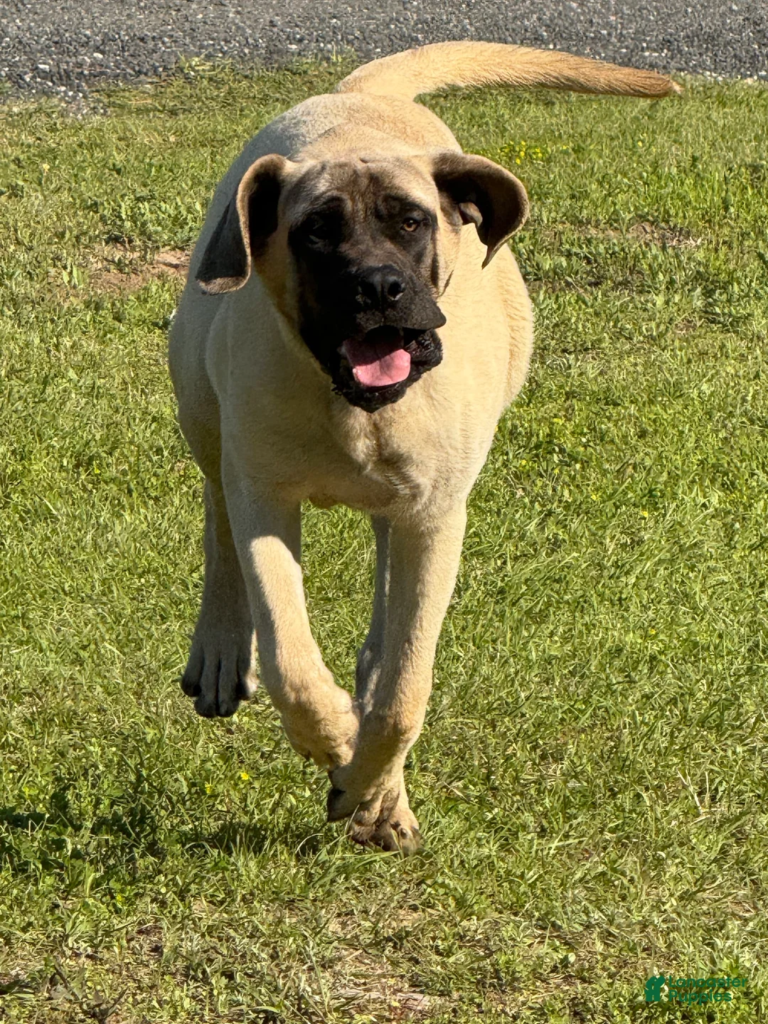 Gallery Image {{count}}