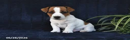 Jack Russell Terrier dogs for sale: Mason - Ad 4