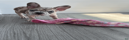 French Bulldog dogs for sale: DIAMOND - Ad 14