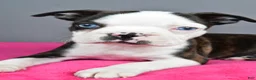 Boston Terrier dogs for sale: Bella - Ad 4