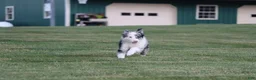 Border Collie dogs for sale: Chance - Ad 4