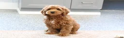 Mini Goldendoodle dogs for sale: Austin - Ad 7
