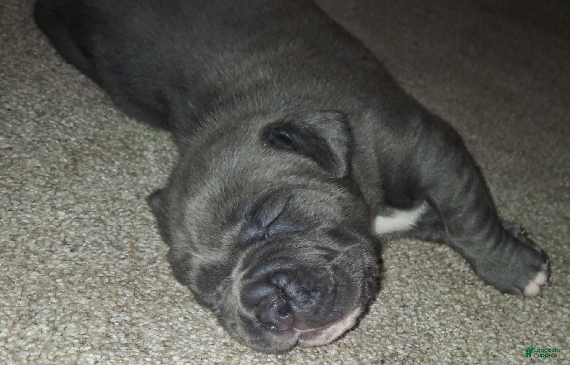 Cane Corso dogs Cane Corso 3 - Ad 11