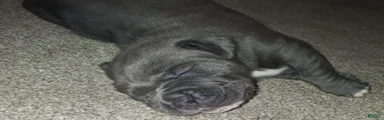 Cane Corso 3