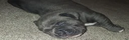 Cane Corso dogs for sale: Cane Corso 3 - Ad 1